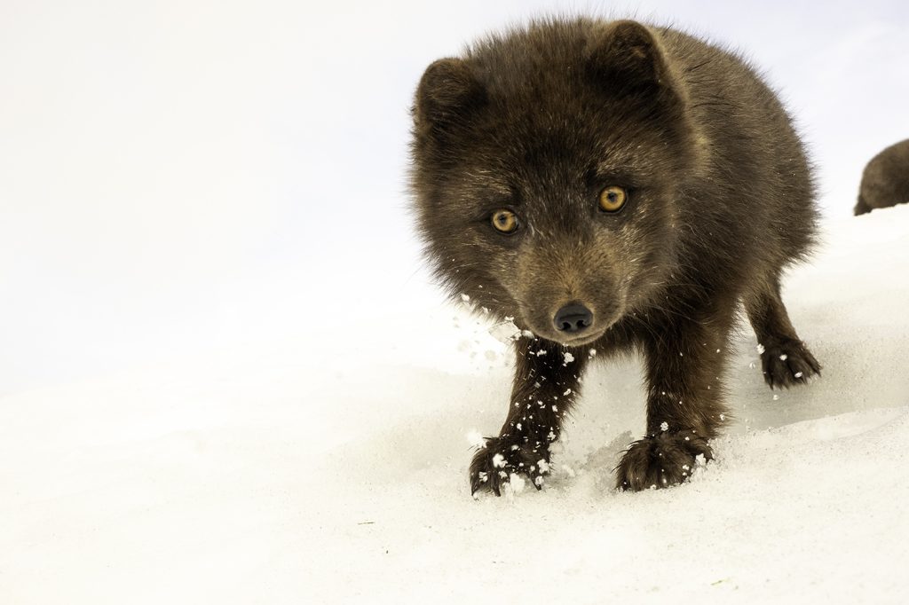 photo of a blue morph Arctic Fox in winter in Iceland