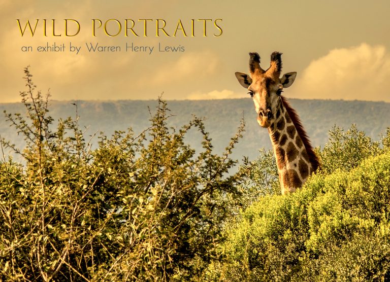 Wild Portraits – An Intimate Photographic Portrayal of Wild Life