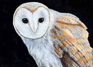 Jeanine Carfagna - "Barn Owl"