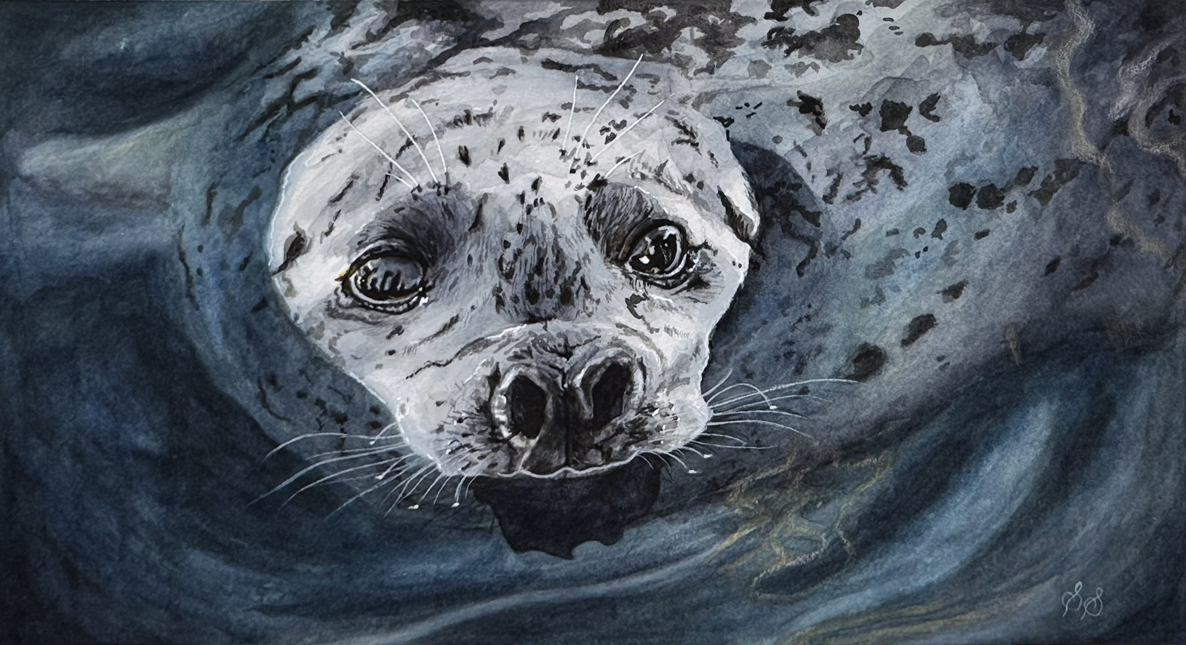 Harbor Seal by Stephanie Slack