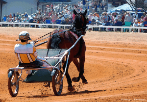 Nancy L. Rawlinson - "Trotter, Pinehurst Harness Track"